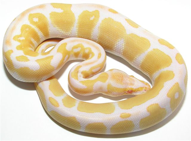 Albino Male
