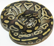 Mojave Male