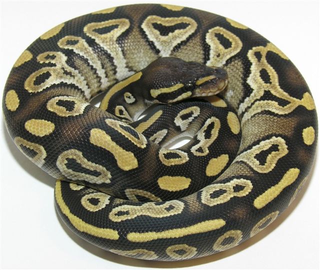 Mojave Male