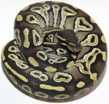 Mojave Male