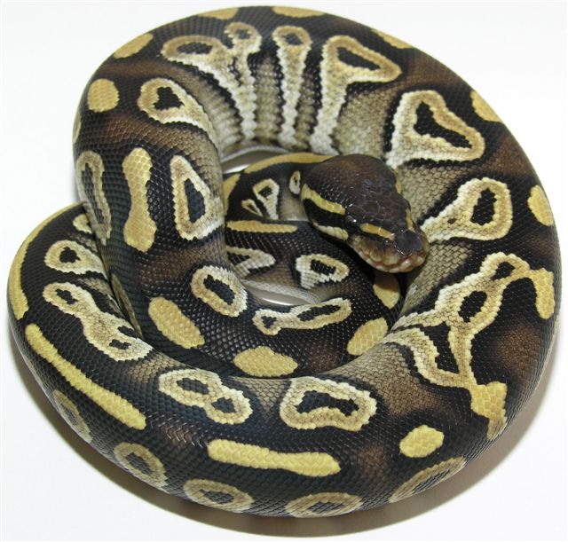 Mojave Male