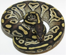 MoJave Male