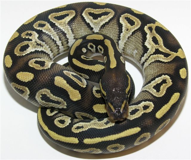 MoJave Male