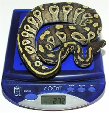 Mojave Male (Scale)