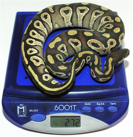 Mojave Male (Scale)