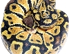 05-1.0-05-Lemon-pastel-Living-Art-Reptiles