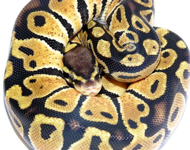 05-1.0-05-Lemon-pastel-Living-Art-Reptiles