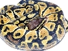 05-1.0-05-Lemon-pastel-living-Art-Reptiles