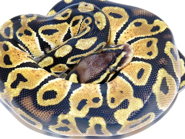 05-1.0-05-Lemon-pastel-living-Art-Reptiles