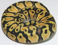 05-1.0-06-Male-Pastel