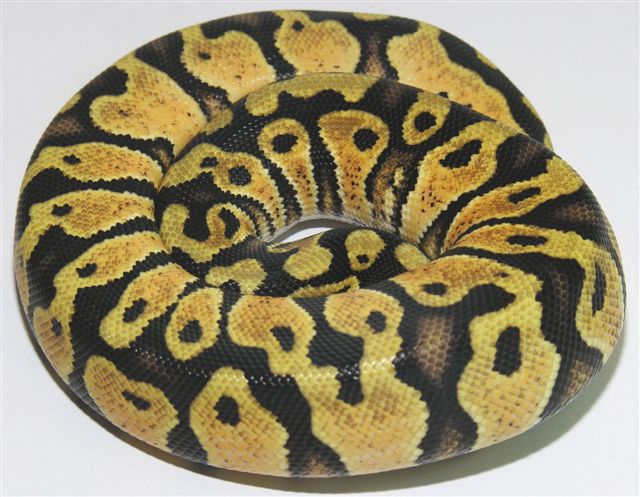 05-1.0-06-Male-Pastel