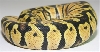 05-1.0-06-male-pastel