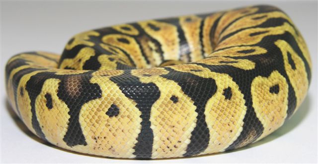 05-1.0-06-male-pastel