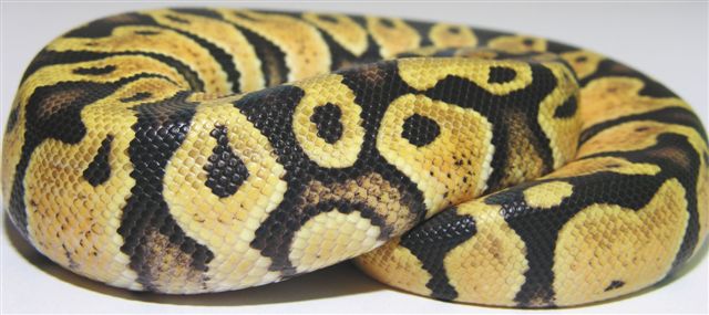 05-1.0-06-male-Pastel