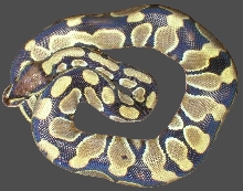 Olive color Ball Python.