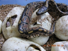 05 hatchlings.