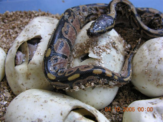 05 hatchlings.