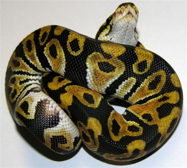 Regular Ball python (yellow).