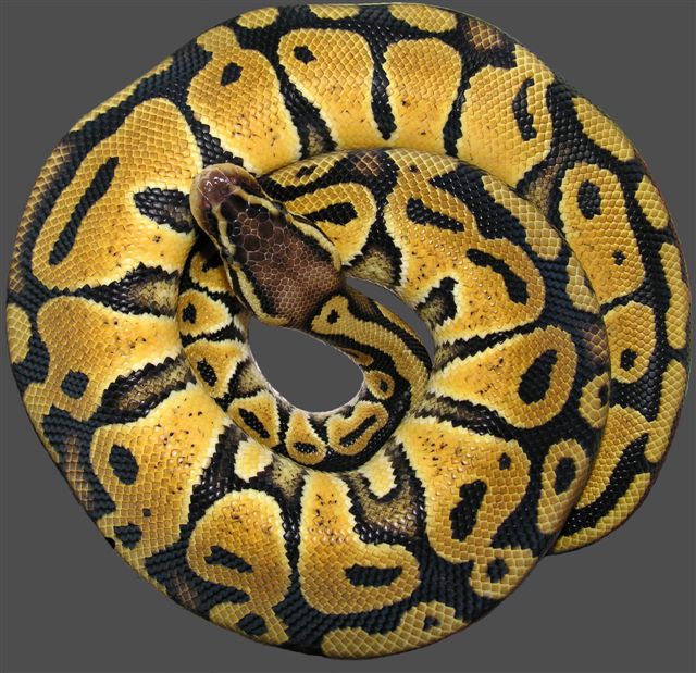 Pastel Ball Python.