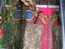 not coiled