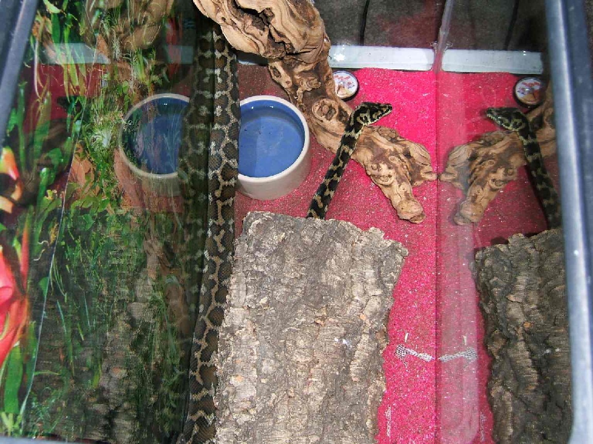 not coiled