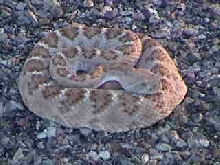 Coiled WDB NM
