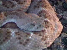 Close up of C. atrox from NM