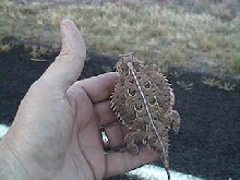 Texas Horned Lizard
