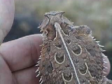 Texas Horned Lizard