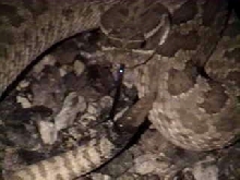 Prairie Rattlesnake at night