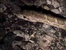 Glossy Snake