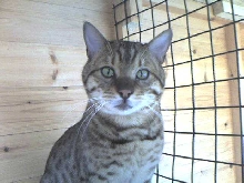 Duke the Bengal