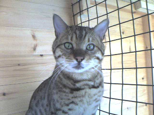 Duke the Bengal