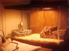 female ball python(python regius)