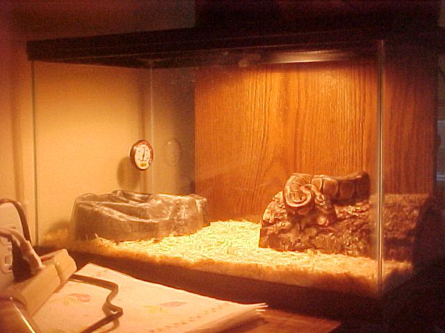 female ball python(python regius)