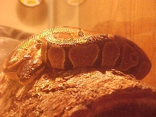 female ball python(python regius)