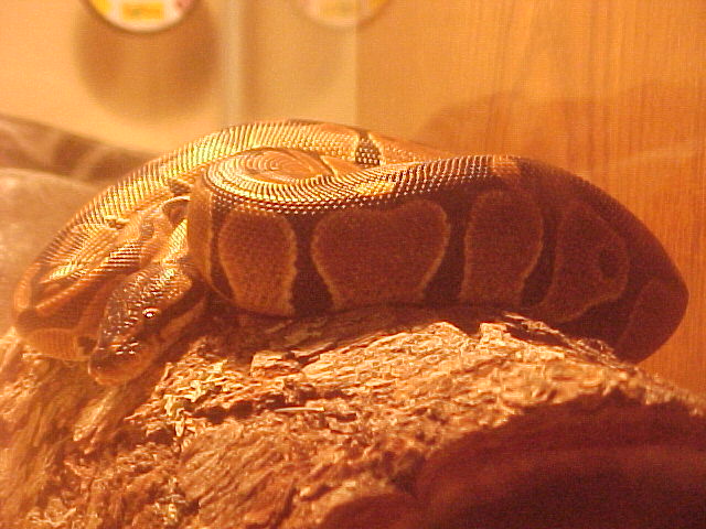 female ball python(python regius)