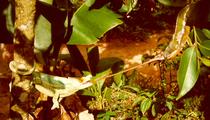 C. p. parsonii taking a cicada from a F. pardalis
