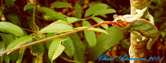 C. p. parsonii tongue shot