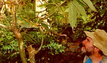C. p. parsonii tongue shot