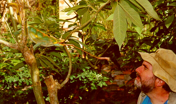 C. p. parsonii tongue shot