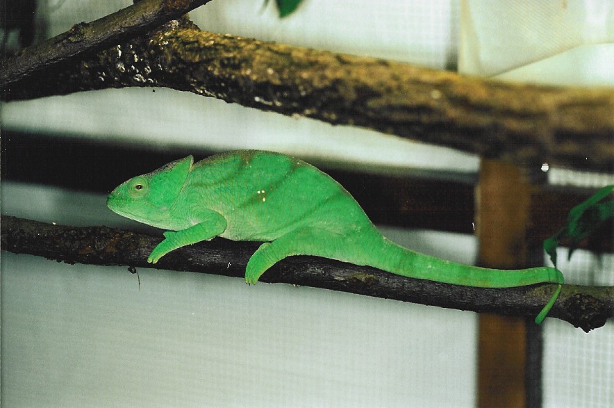 Subadult female Calumma p. parsonii (Vanquish) (10-13-04)