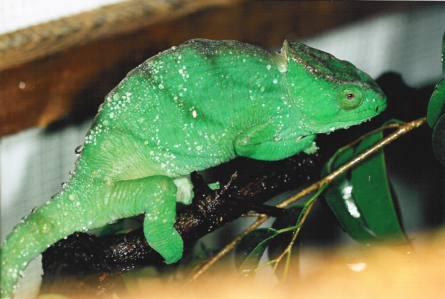 Subadult female Calumma p. parsonii (Vanquish) drinking (10-13-04)