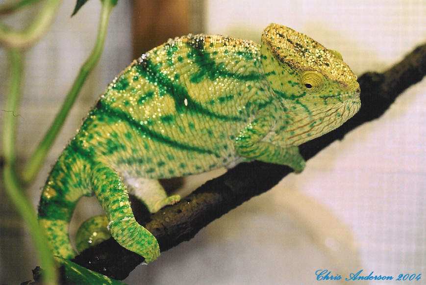 Female Calumma p. parsonii (Vanquish) in territorial display (2-2-04)