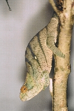 Subadult male Calumma p. parsonii (Volante) (2-4-04)