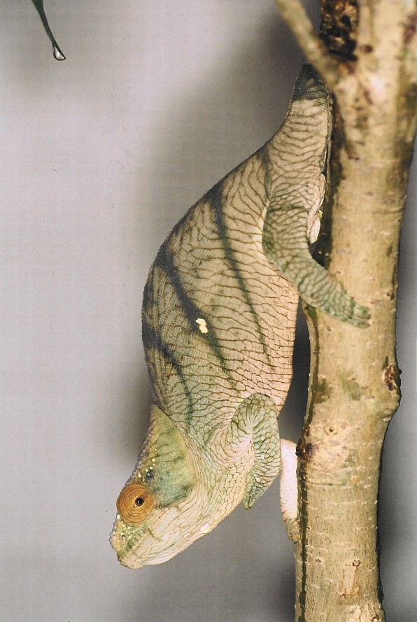 Subadult male Calumma p. parsonii (Volante) (2-4-04)