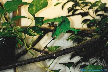 Female Calumma p. parsonii (Vanquish) tongue shot (2-4-04)