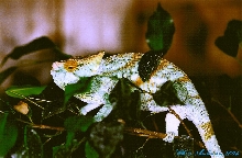 Male Calumma p. parsonii (Volante) starting to show adult coloration (4-1-0
