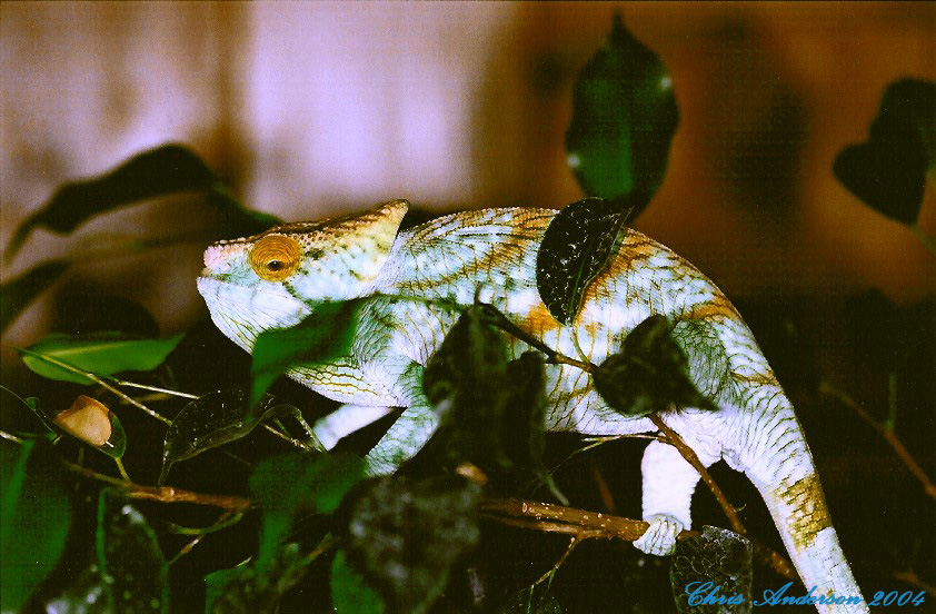 Male Calumma p. parsonii (Volante) starting to show adult coloration (4-1-0