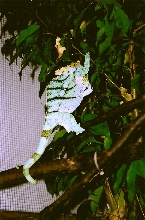 Male Calumma p. parsonii (Volante) in territorial display (6-26-04)